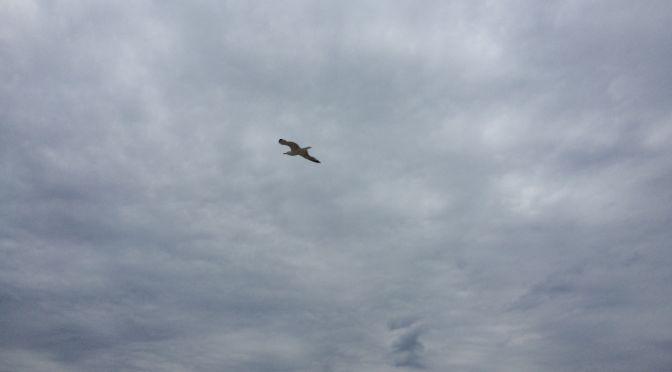 fliegender Vogel am bewölkten Himmel