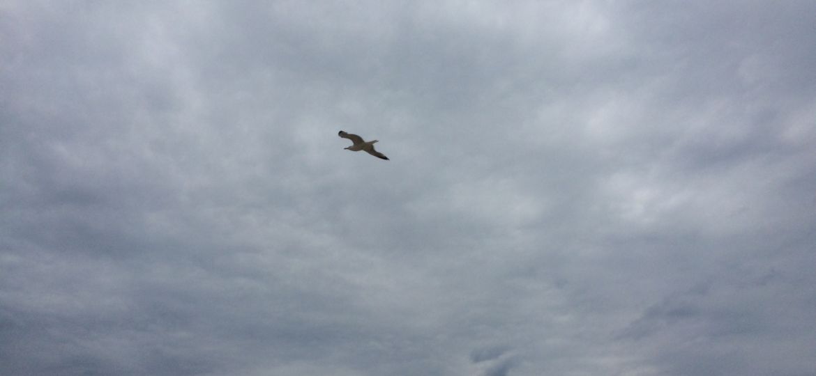 fliegender Vogel am bewölkten Himmel