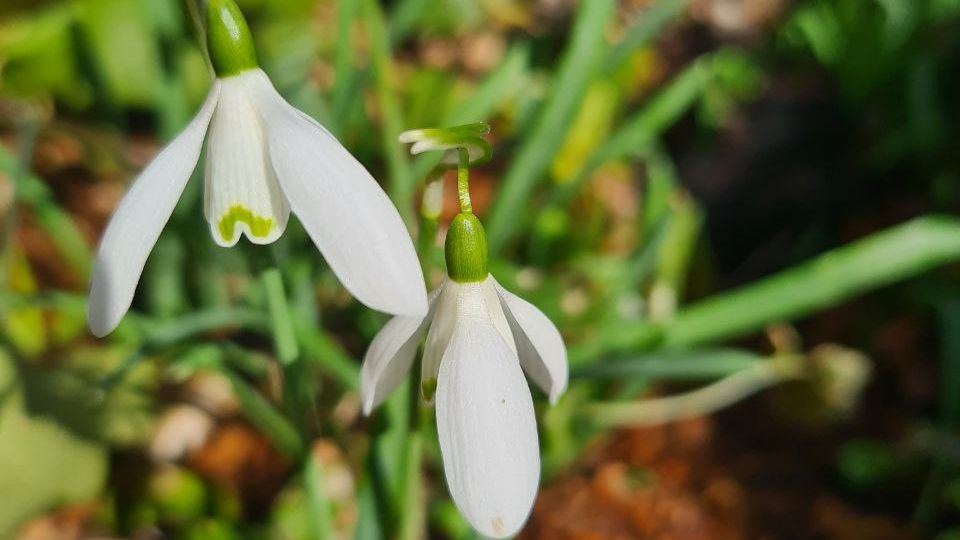 Bild Schneeglöckchen