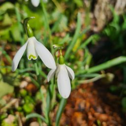 Bild Schneeglöckchen