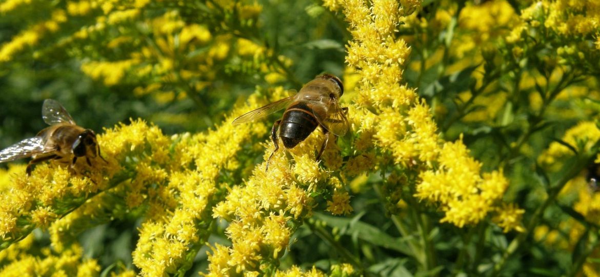 robvisser-solidago-508320_1280