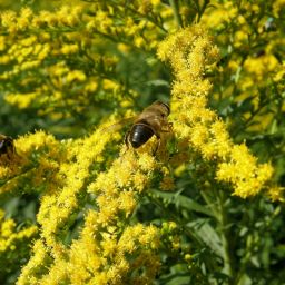 robvisser-solidago-508320_1280