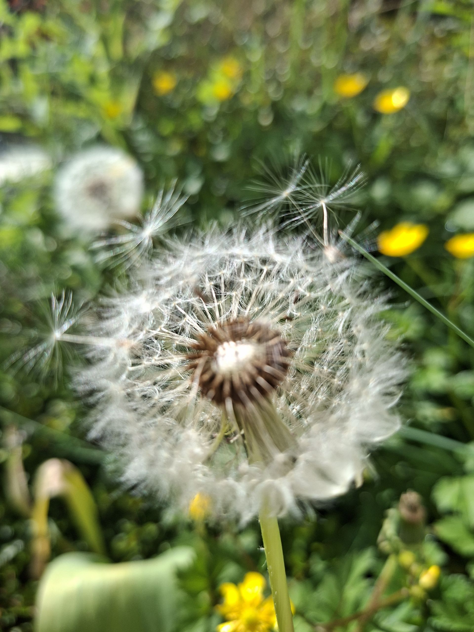 034-pollensaison